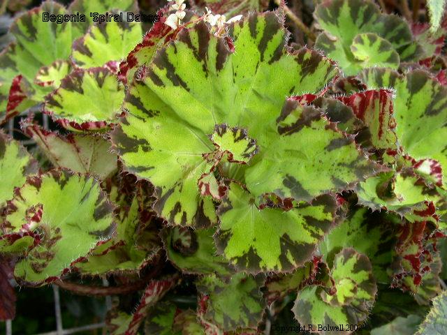 B. ‘Spiral Dance’
